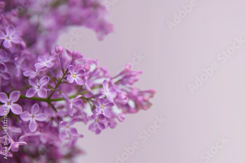 A branch of blossoming lilac  syringa  flowers. Lilac background. Lilac closeup.