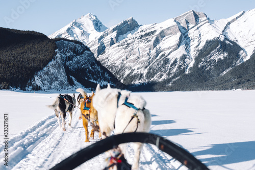 Winter dog sledding at Spray Lakes in Kananaskis Country, Canmore, Canadian Rockies, Alberta, Canada