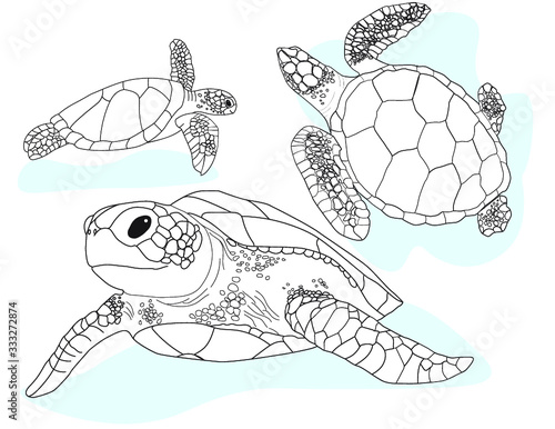 Sea turtle