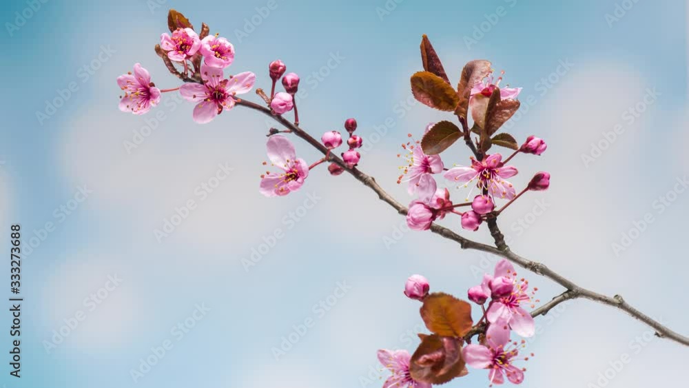 4K Time Lapse of blossoming branch with pink Cherry blossom flowers. Time-lapse spring tree branch with flowers and buds, against blue sky background. Stick tree branch springtime. 4K Time Lapse of blossoming branch with pink Cherry blossom flowers. Time-lapse spring tree branch with flowers and buds, against blue sky background. Stick tree branch springtime.