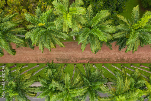 Aerial view of palm trees row in an urban jungle of Rio de Janeiro Brazil