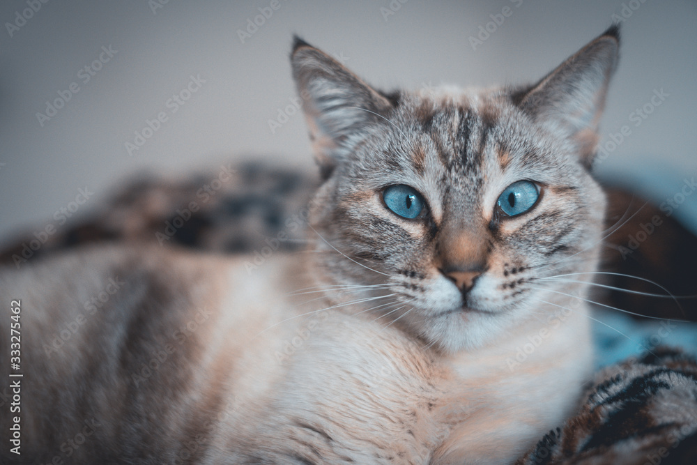 cat cat