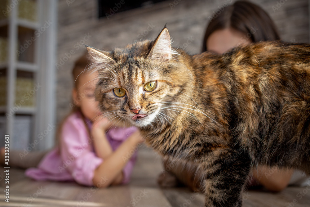 brown siberian cat with yellow eyes looks at the camera and licks its lips against the background of children playing
