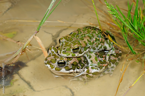 Wechselkröten (Bufotes viridis) Pärchen (im Amplexus axillaris), Deutschland - Couple of green toads, Germany photo