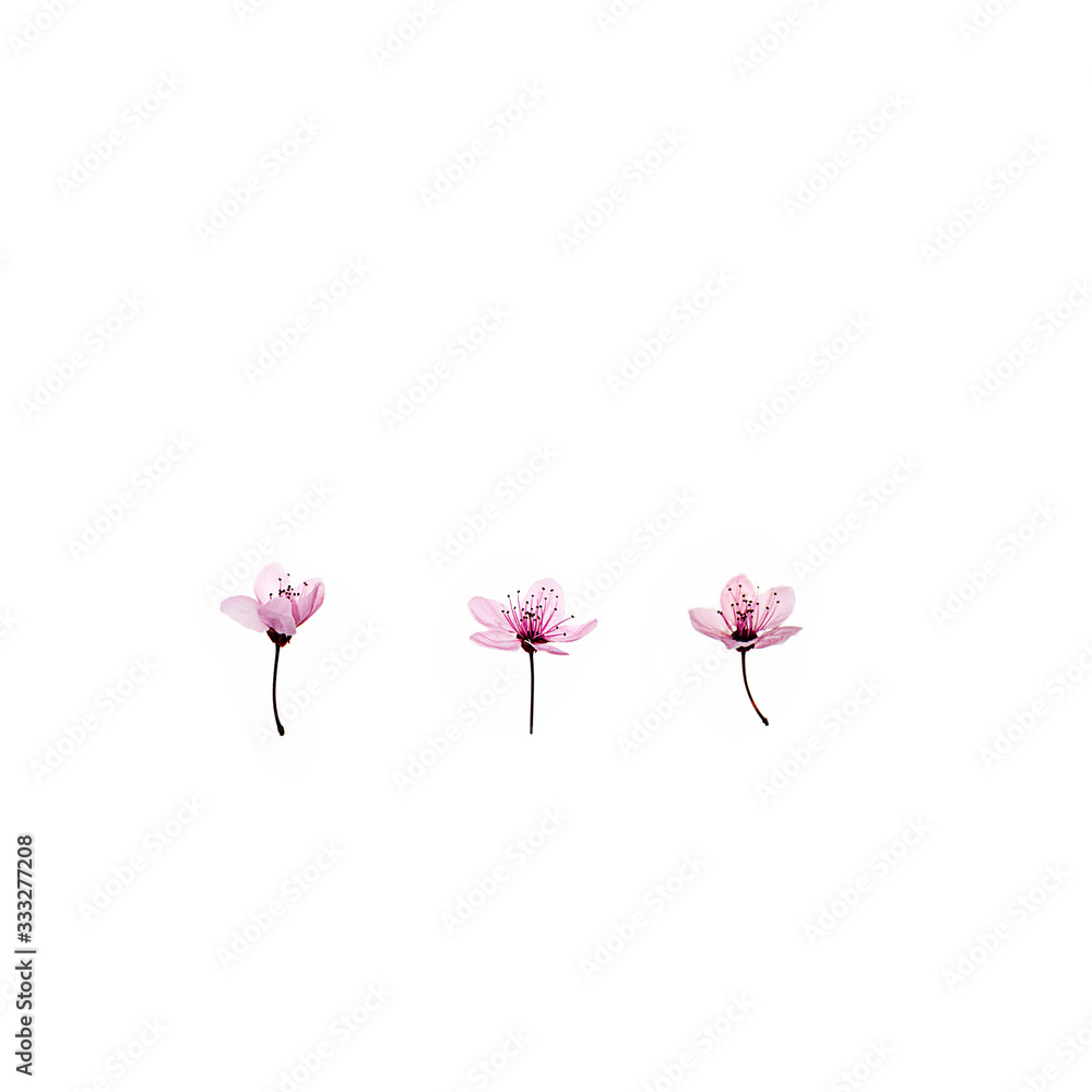 Pattern made of pink cherry blossom sakura on white background, isolated.