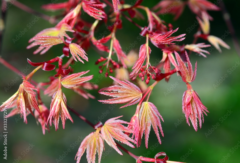 Junge Blätter und Knospen an einem japanischen Ahorn Junge Blätter und Knospen an einem japanischen Ahorn