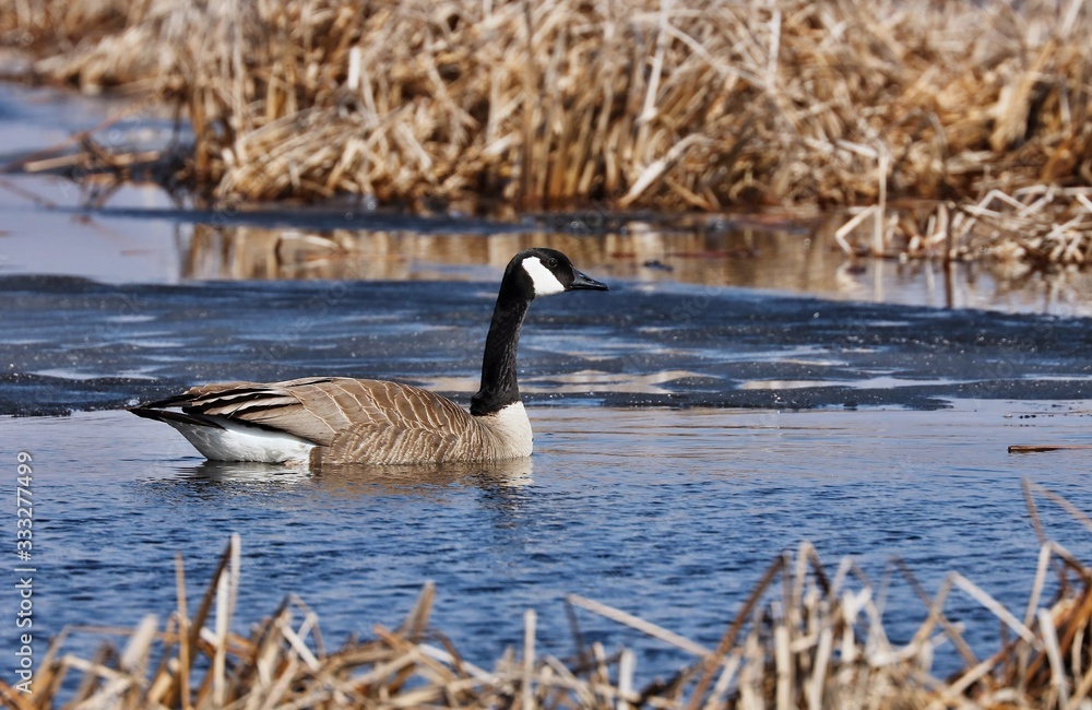 Obraz premium Canada goose with partial leucism.