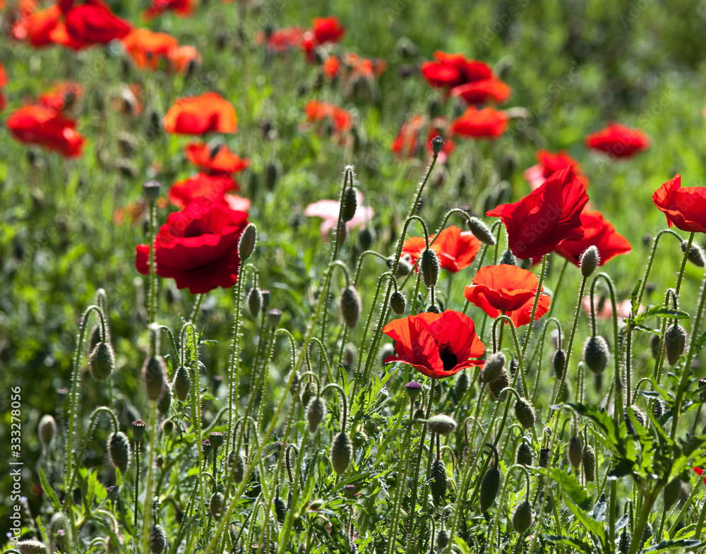 Obraz premium Blooming red poppies in the garden on an alpine hill