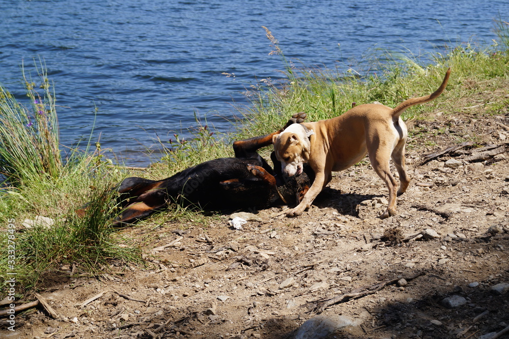 dogs playing near lake