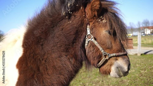 Small friendly pony relaxing on the farm