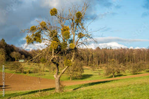 Misteln auf Baum im Frühjahr photo