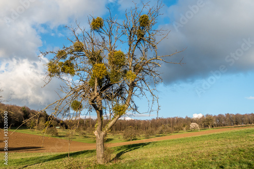 Misteln auf Baum im Frühjahr photo