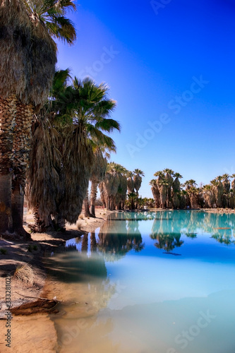 Blue waters and palm trees at Agua Caliente Park  an oasis in the Arizonan desert NE of Tucson