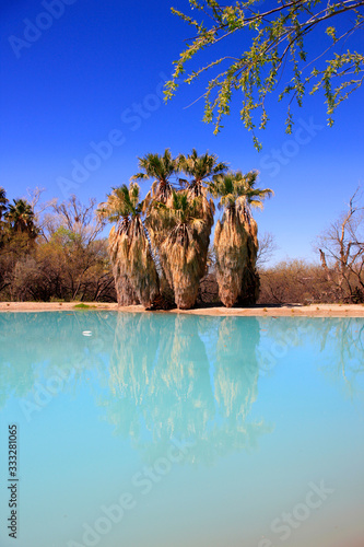 Blue waters and palm trees at Agua Caliente Park, an oasis in the Arizonan desert NE of Tucson photo