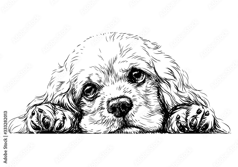 Sketch of English Cocker Spaniel Dog breed Black outline on transparent  background Stock Vector  Adobe Stock