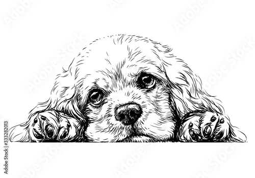 Fototapeta samoprzylepna American Cocker Spaniel. Sticker on the wall. Sketch, drawn, artistic, black-and-white portrait of an American Cocker Spaniel puppy on a white background.