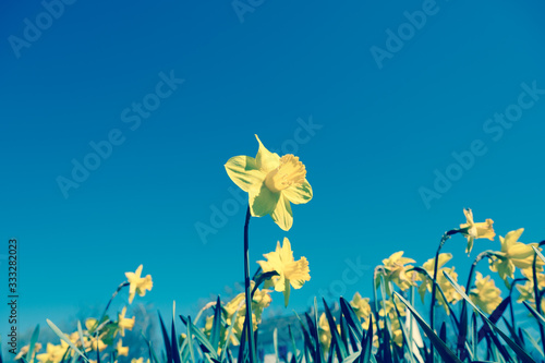 Fotografia Yellow daffodil or daffodil in cross development style