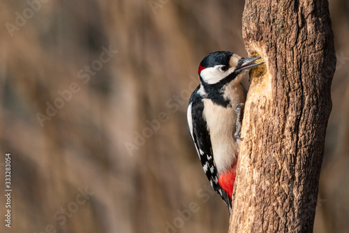 Picchio Rosso Maggiore photo