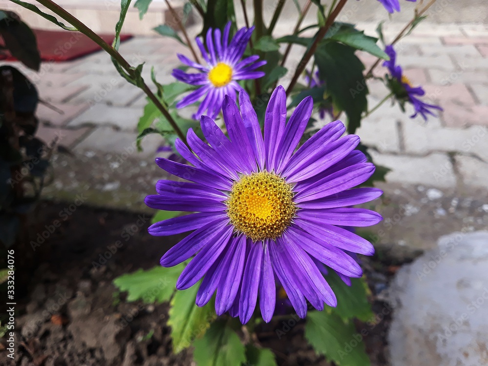 Obraz premium Purple flower of Aster alpinus, in the garden. It is an ornamental plant in the family Asteraceae.