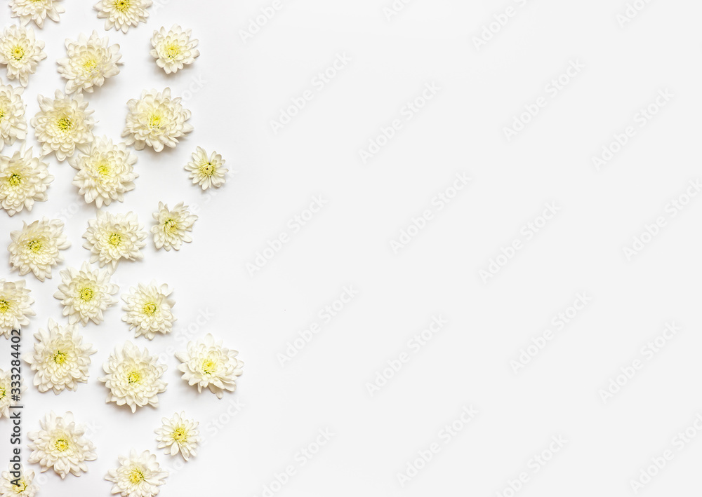 White chrysanthemum on a white background.