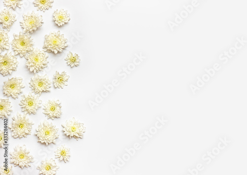 Tableau sur toile White chrysanthemum on a white background.