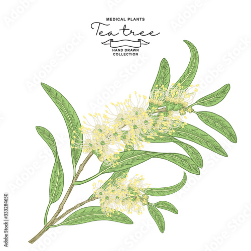 Tea tree flowers isolated on white background. Melaleuca plant hand drawn. Vector botanical illustration.