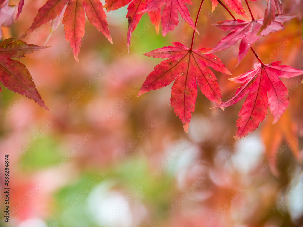 closeup of red color maple leaf