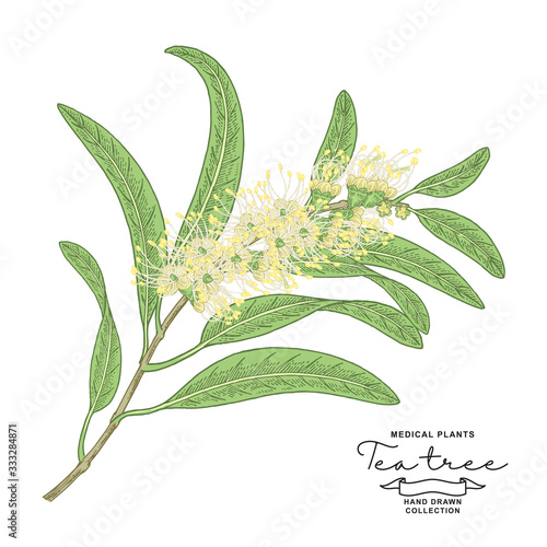 Melaleuca plant. Tea tree branch with flowers isolated on white background. Vector botanical illustration. Colorful vitage style.