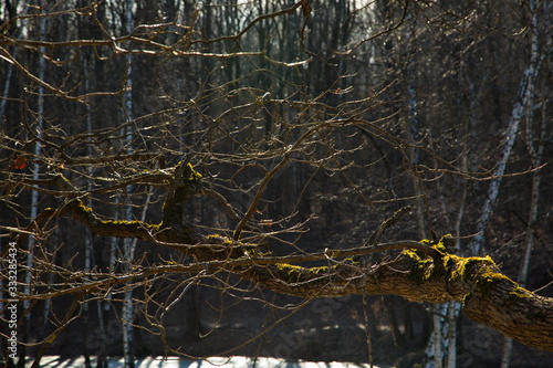 Mossy branches of the spring forest, Russia.
