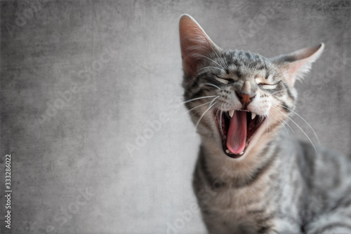 Cat yawning with mouth open and eyes closed