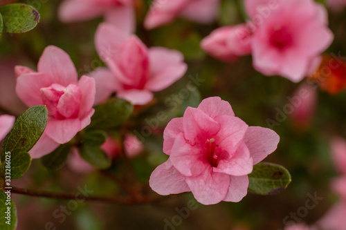 Azalea Pink Flower Bush