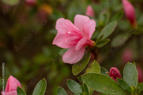Azalea Pink Flower In My Garden