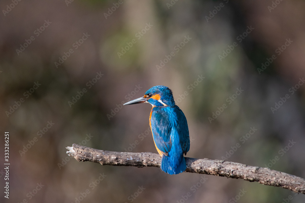 Naklejka premium Martin Pescatore