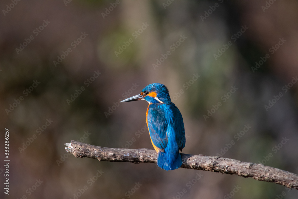 Martin Pescatore Martin Pescatore