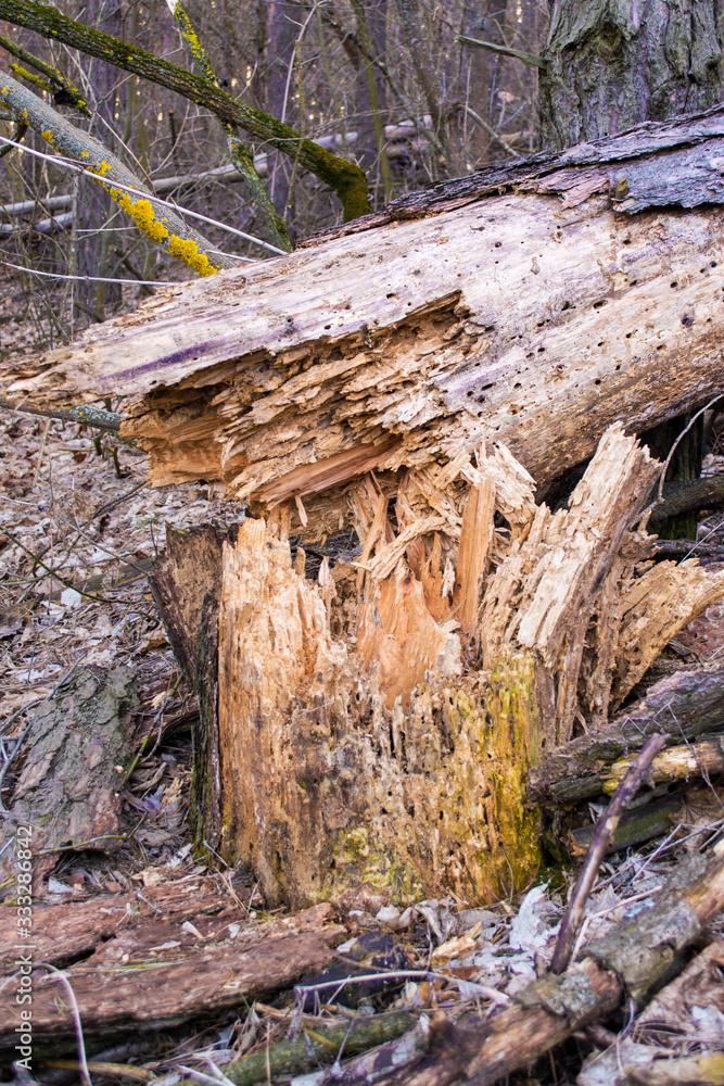 fallen tree due to damage by its bark beetles fallen tree due to damage by its bark beetles
