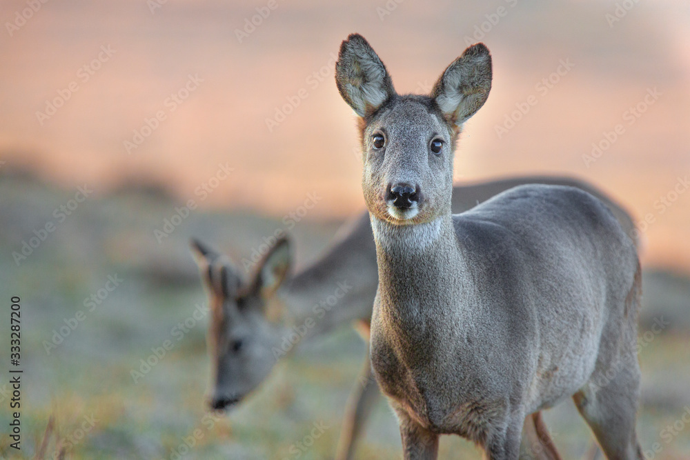 European roe deer (Capreolus capreolus) European roe deer (Capreolus capreolus)