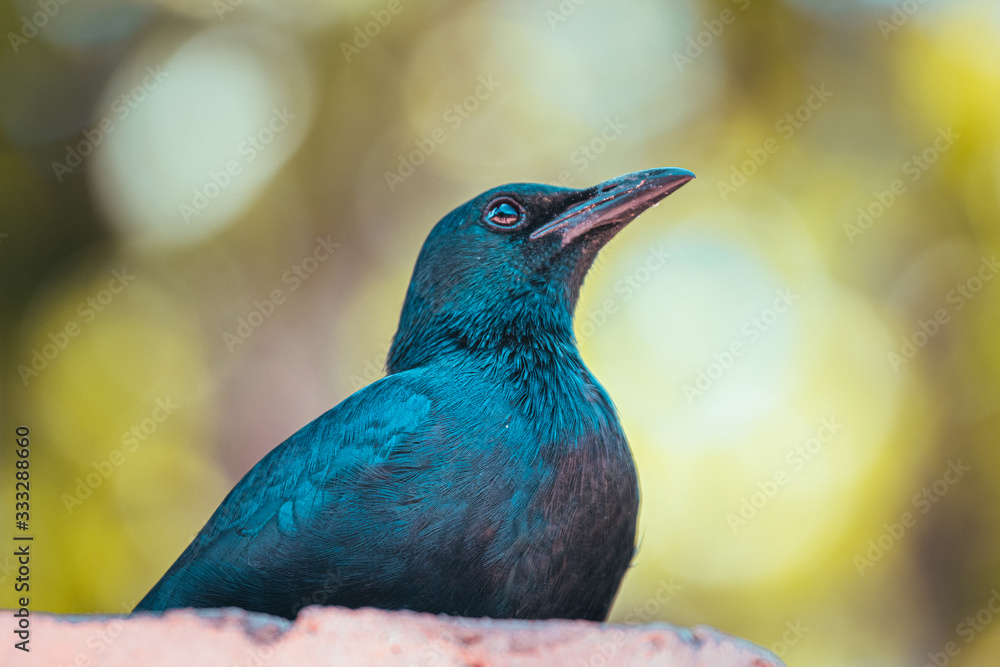 Obraz premium blue bird