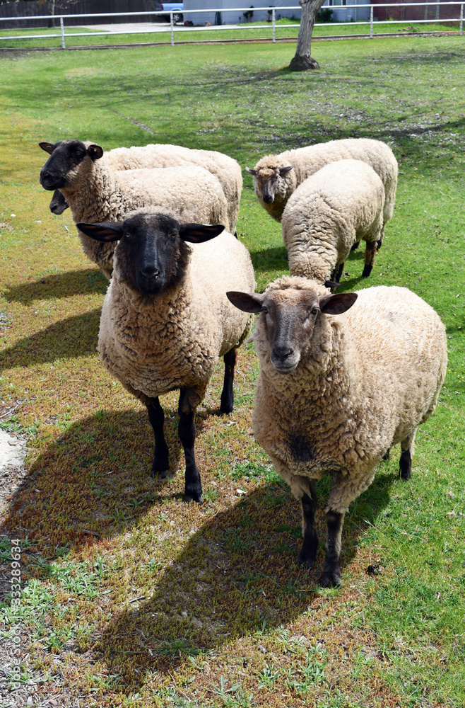 A group of sheep waiting to be shared A group of sheep waiting to be shared