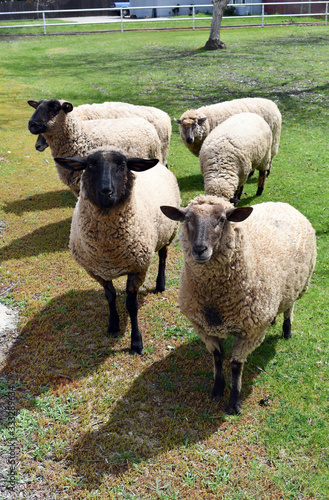 A group of sheep waiting to be shared