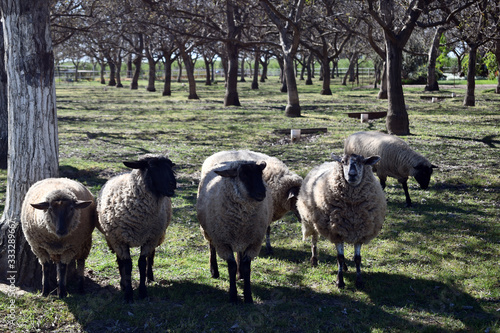 A line of five sheep photo