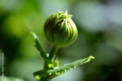 Wallpaper Mural Gämswurzenknospen Torontodigital.ca