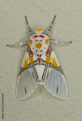 Tiger Moth (Idalus crinis) Macro