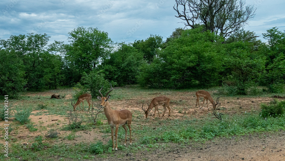 Gazelle Gazelle