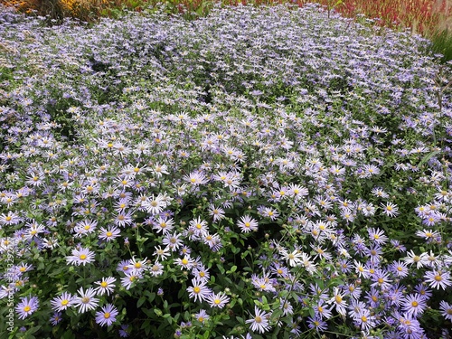 Flowers of Symphyotrichum laeve or smooth blue aster, in the garden. photo