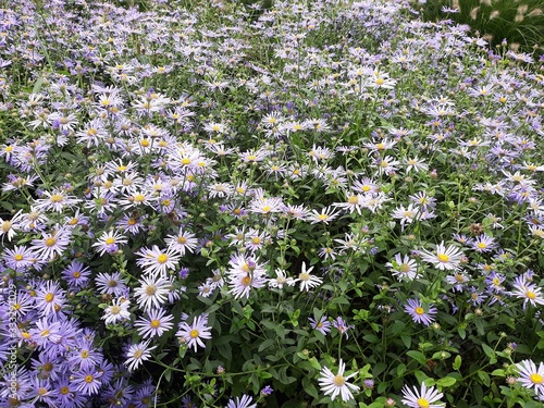 Flowers of Symphyotrichum laeve or smooth blue aster, in the garden. photo