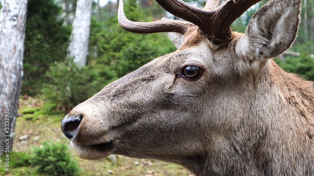 portrait of a deer portrait of a deer