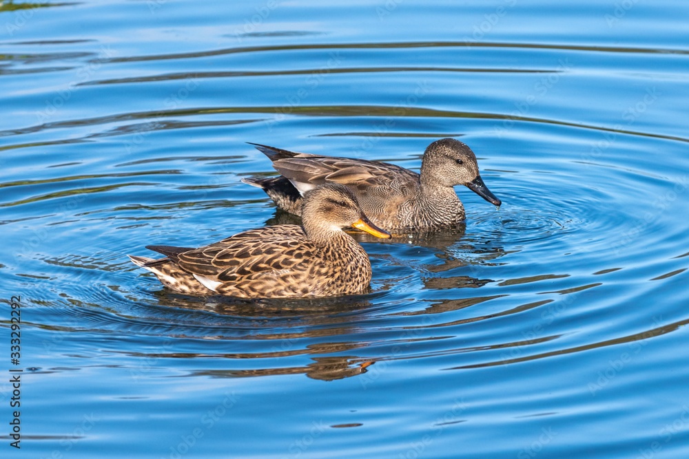 Adult male and female gadwall floating in water Adult male and female gadwall floating in water