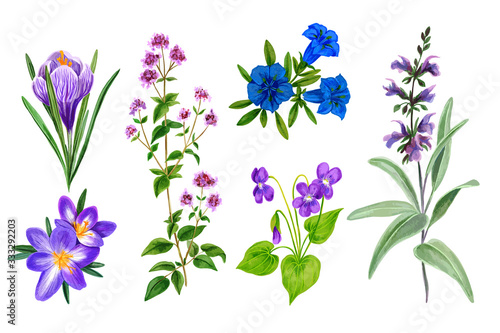 Fototapeta Naklejka Na Ścianę i Meble -  Set of wild field flowers and herbs, watercolor
