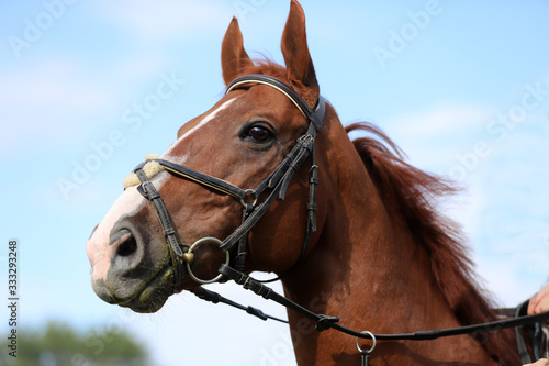  Side view head shot of a beautiful show jumper horse on natural background © acceptfoto