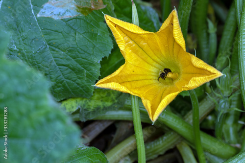 Pollination is in progress as a bee works and hides inside the bright yellow zucchini bloom on a summer day in southwest Missouri. Bokeh.